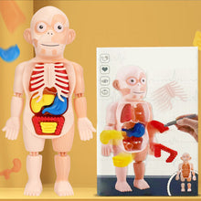 Laden Sie das Bild in den Galerie-Viewer, Frühpädagogisches Spielzeug über menschliche Organe
